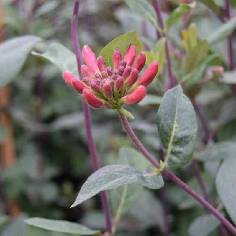 Lonicera periclymenum 'Serotina' 60-80 cm